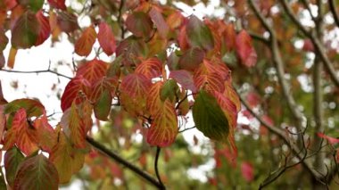 Sonbahar mevsiminde portakal yapraklı çalı ağaçları kapanıyor.