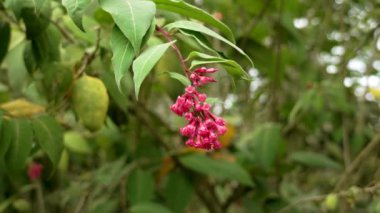 Botanik bahçesinde kırmızı Cestrum fasciculatum çiçeği. Sonbaharda, yeşil yapraklı eski İsa çalı ağacı
