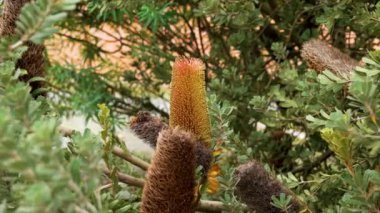 Banksia praemorsa (kesim yapraklı banksia) çiçeği yakından. Botanik bahçesinde yetiştirilmiş çalılar.