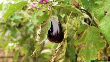 Patlıcan çiftlikte yetişiyor. Çiçekler ve yeşil yapraklarla çiçek açan ve meyve veren bahçe.