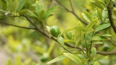 Bahçe ağacı dalında yeşil limon meyvesi. Yaklaş. Melez narenciye bitkisi.