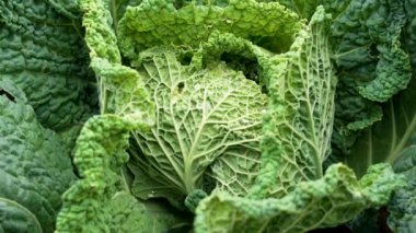 Yeşil lahana kafası sonbahar bahçesinde büyüyor. Yaklaş.