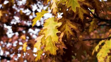 Rüzgarda sallanan meşe ağacının solgun sonbahar yaprakları. Quercus palustris