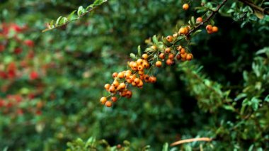 Sonbahar portakal böğürtlenli kırmızı ateş dikenli çalılar. Pyracantha coccinea. Güzel manzara