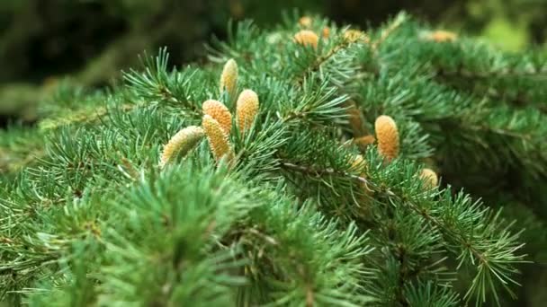 Autumn Cedrus Deodara Branch Swaying Male Cone Close — Stok Video
