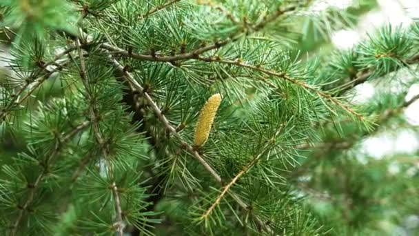Pěstování Mužské Kužele Podzim Cedar Větve Stromů Zblízka — Stock video