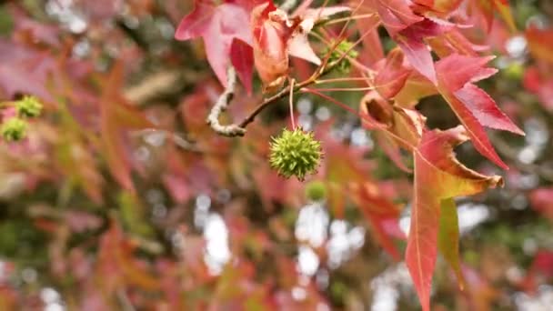 Liquidambar Árvore Goma Doce Fruta Cravada Com Outono Folhas Vermelhas — Vídeo de Stock