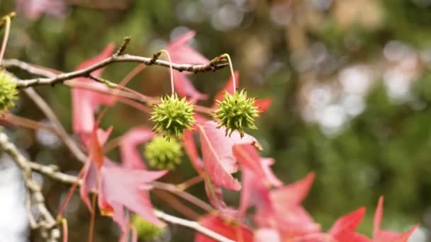 カラフルな赤い葉と緑のスパイクされた果実 リキッドバーンスタイルラフアツリー アメリカの甘い秋の葉 — ストック動画