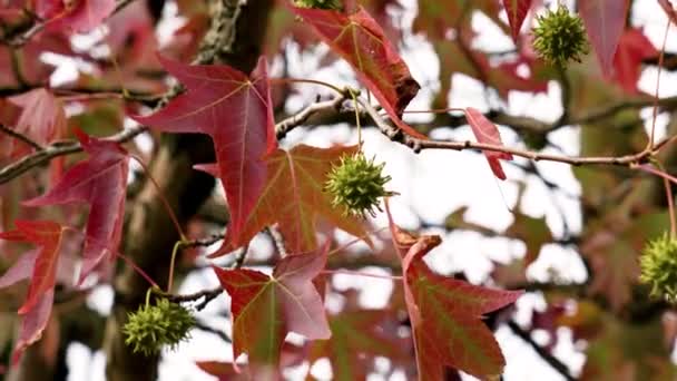 Barevné Červené Listy Zelené Špičaté Plody Liquidambar Styraciflua Stromu Americká — Stock video
