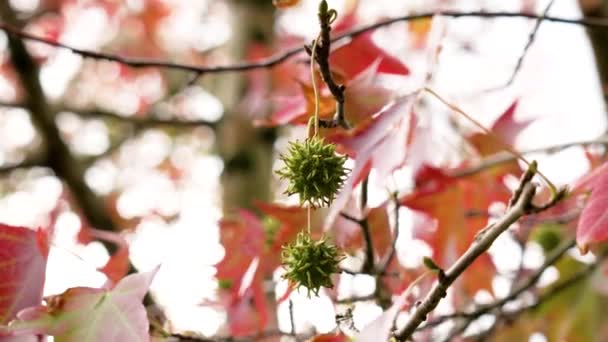 Liquidambar Árvore Sweetgum Frutos Cravados Com Outono Folhas Vermelhas Balançando — Vídeo de Stock