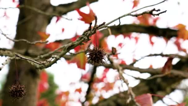 Sušené Pichlavé Plody Amerického Storax Stromu Barevným Červeným Listím Větru — Stock video
