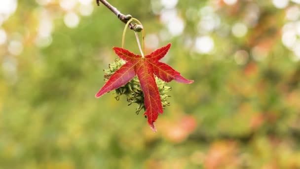 液体バーン ツイートガムの木 公園の風に揺れている秋の紅葉でフルーツをスパイクしました 美しい景色 — ストック動画