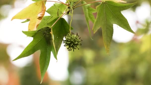 アメリカの甘木 アリゲーター木 の秋の葉と緑の果実 または液体のスタチュフラはぼやけた背景と近い シーニックビュー — ストック動画