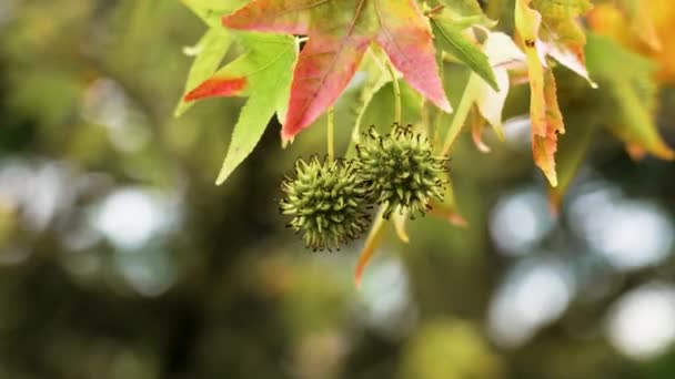 Barevné Listy Zelené Plody Liquidambar Styraciflua Stromu Americká Sladká Žvýkačka — Stock video