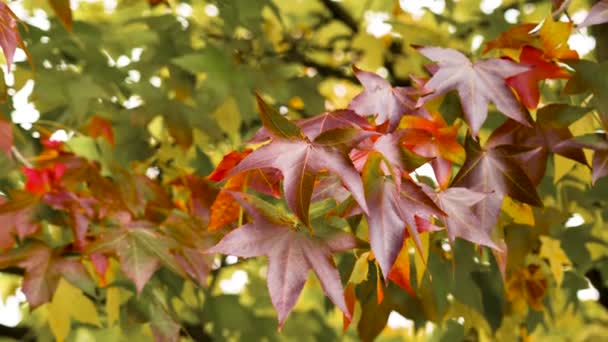 Liquidambar Styraciflua Outono Folhas Vermelhas Galho Árvore Adoçante Americano Vista — Vídeo de Stock