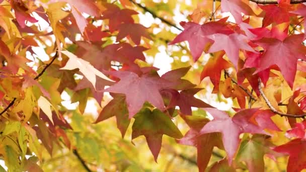 Folhas Vermelhas Outono Adoçante Americano Liquidambar Styraciflua Folhagem Colorida Parque — Vídeo de Stock