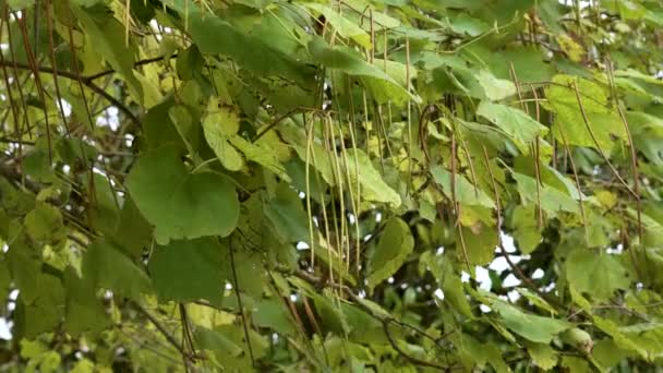 Catalpa Bignonioides Cigaretträd Lövträd Med Gröna Skida Sydkatalpafrukter — Stockvideo