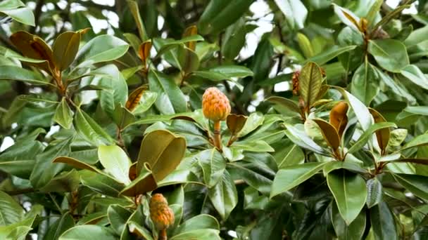 Magnolia Grandiflora Fruta Com Folhas Suculentas Seedpod Verde Perto — Vídeo de Stock