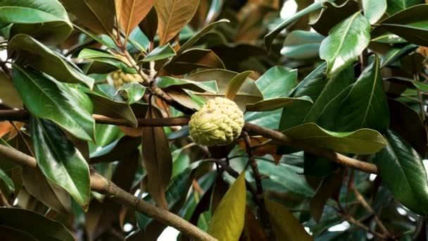 Magnolia Grandiflora Fruta Con Hojas Suculentas Semilla Verde Cerca — Vídeo de stock