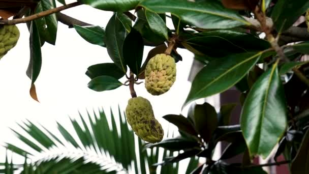 Fruto Verde Del Árbol Magnolia Cerca Jardín Botánico — Vídeo de stock