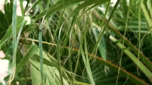 Lange Fadenförmige Fasern Des Washingtonia Filifera Palmblattes Tropische Baumblätter Und — Stockvideo