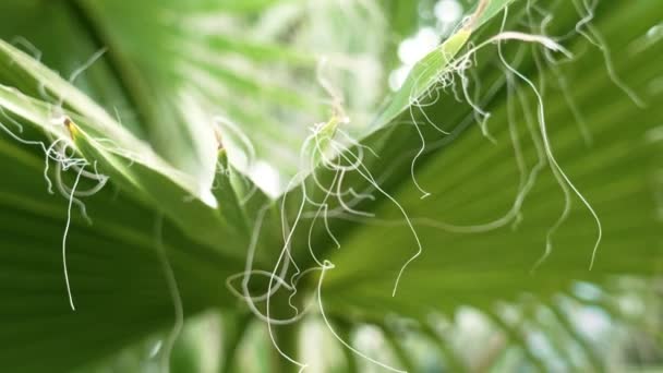 Långa Trådlika Fibrer Washingtonia Filifera Palmblad Tropiska Trädblad Och Med — Stockvideo