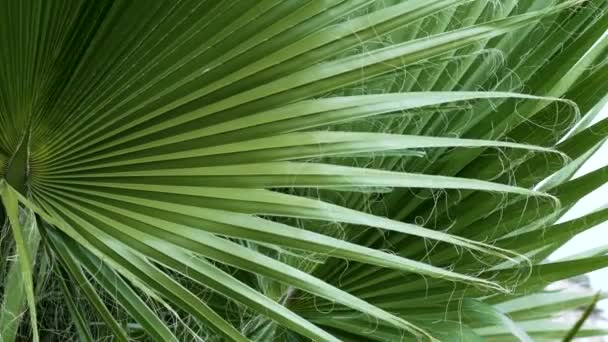 Washingtonia Filifera Palmový List Visícími Nitěmi Tropické Listy Stromů Dlouhá — Stock video