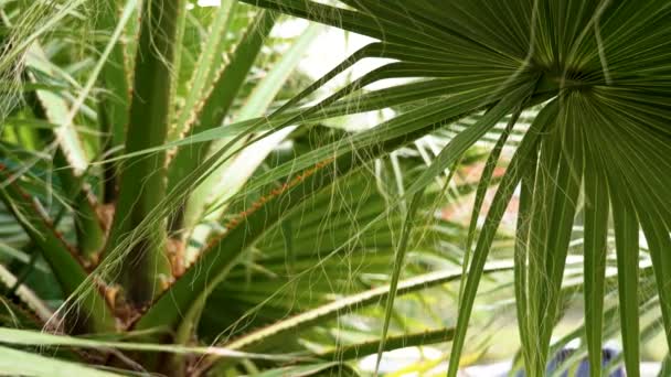 Zelený Palmový List Washington Bílými Vlákny Tropické Listí Stromů Zblízka — Stock video