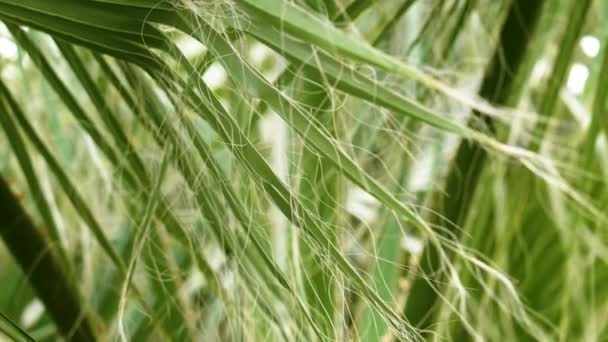 Grünes Blatt Washingtonia Filifera Mit Weißen Fasern Tropisches Laub Aus — Stockvideo