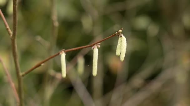 Zielone Kotły Jesiennego Drzewa Ogrodzie Botanicznym Zbliżenie — Wideo stockowe