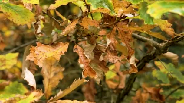 秋天的橡木干棕叶落在森林的树枝上 枯萎的秋天 桔树茂密的树叶逼近 — 图库视频影像