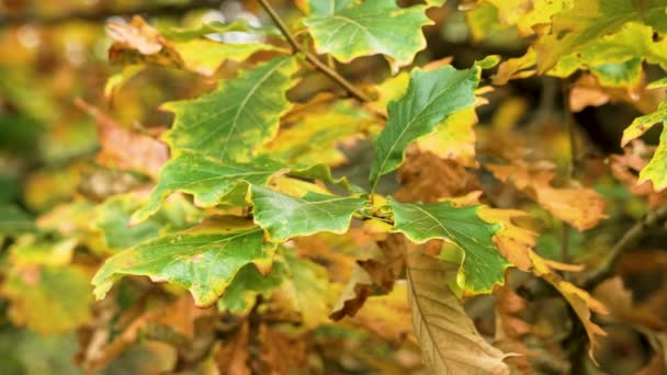 木造の秋の美しい木の枝に明るいオークの葉が近づいています — ストック動画