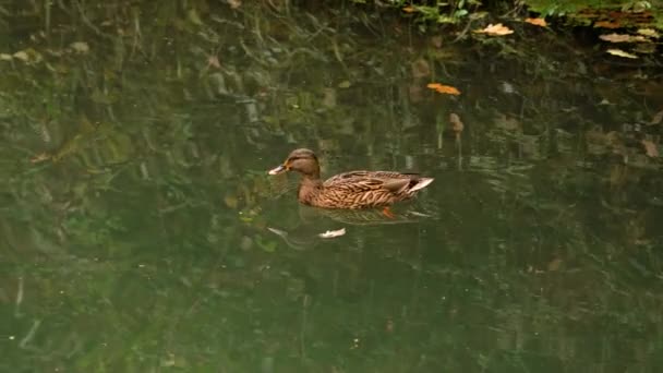 Samice Kachny Plavající Podzimním Jezeře Vodní Pták Odpočívající Klidné Vodě — Stock video