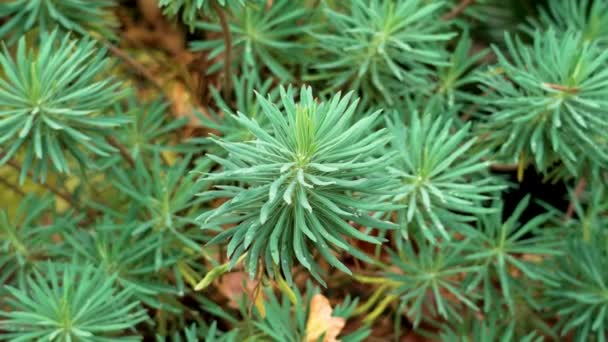 Der Immergrüne Strauch Der Mittelmeer Wolfsmilch Euphorbia Characteristias Ziervegetation Botanischen — Stockvideo