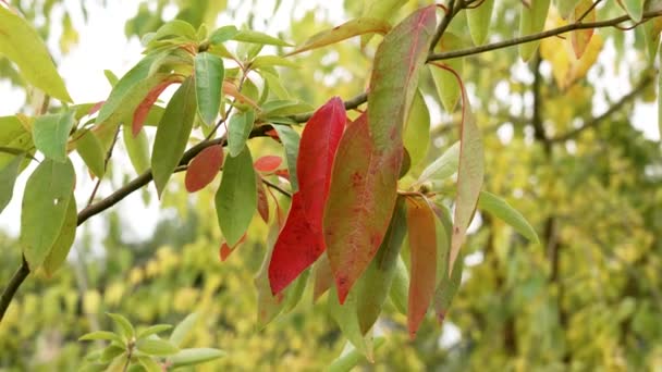 Podzimní Barvy Listů Větvi Stromu Lesích Červené Žluté Zelené Listy — Stock video