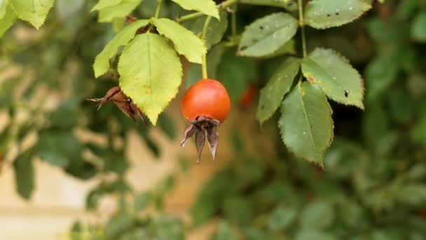 Arbusto Rosa Mosqueta Bonita Com Baga Vermelha Plantação Perto — Vídeo de Stock