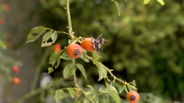 Arbusto Quadril Rosa Com Bagas Vermelhas Jardim Outono Close — Vídeo de Stock