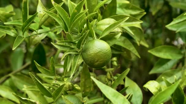 Φρέσκα Εσπεριδοειδή Reticulata Πράσινα Φρούτα Στο Κλαδί Στο Περιβόλι Μανδαρινική — Αρχείο Βίντεο