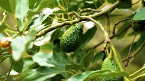 Bioplantage Mit Grünen Hass Avocadofrüchten Auf Einem Ast — Stockvideo