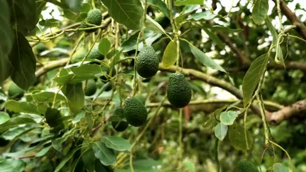 Plantación Orgánica Con Frutas Aguacate Hass Una Rama Árbol Cerca — Vídeos de Stock