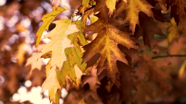 Hermosas Hojas Doradas Otoñales Roble Español Pantano Quercus Palustris Noviembre — Vídeos de Stock