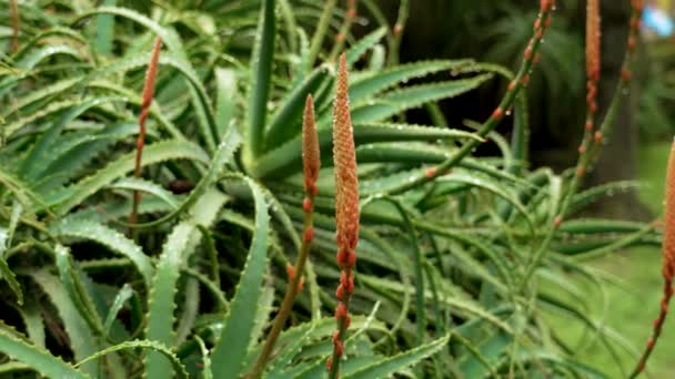 Blühende Aloe Vera Sukkulente Mit Roten Blüten Aus Nächster Nähe — Stockvideo