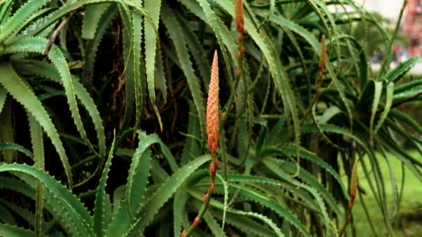 Flor Suculenta Planta Aloe Vera Con Flor Roja Parque Urbano — Vídeo de stock