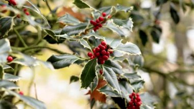 Noel Holly 'nin çeşitli yaprakları ve Ilex aquifolium variegata kırmızı böğürtlenleri...