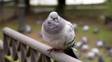 Hayvan güvercini (Columba livya) ya da parkta güvercin.