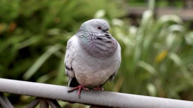 Parkta dinlenen şehir güvercini portresi. Gri kaya güvercini