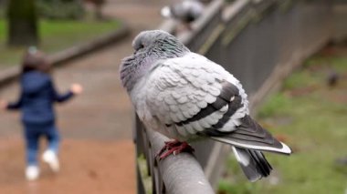 Şehir parkında neşeli koşan çocuk ve dinlenen güvercin (Columba livia). Çocukluk ve eğlence kavramı