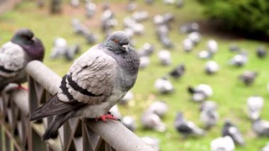 Genel güvercin (Columba livya) ya da şehir parkında kuş sürüsü ile beslenen kaya güvercini