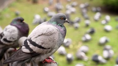 Arka planda gri kaya güvercini sürüsü olan bir parkta ortak bir şehir güvercini portresi.