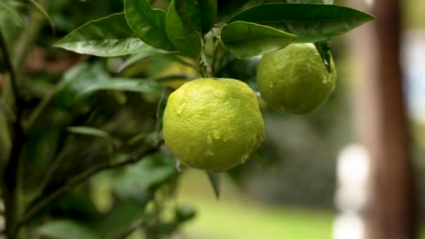 Zöld Színű Narancsfa Gazdaságban Éretlen Sárga Gyümölcs Közeli — Stock videók
